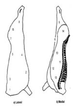 Skizzen zu Wischprobe Kratzschwamm