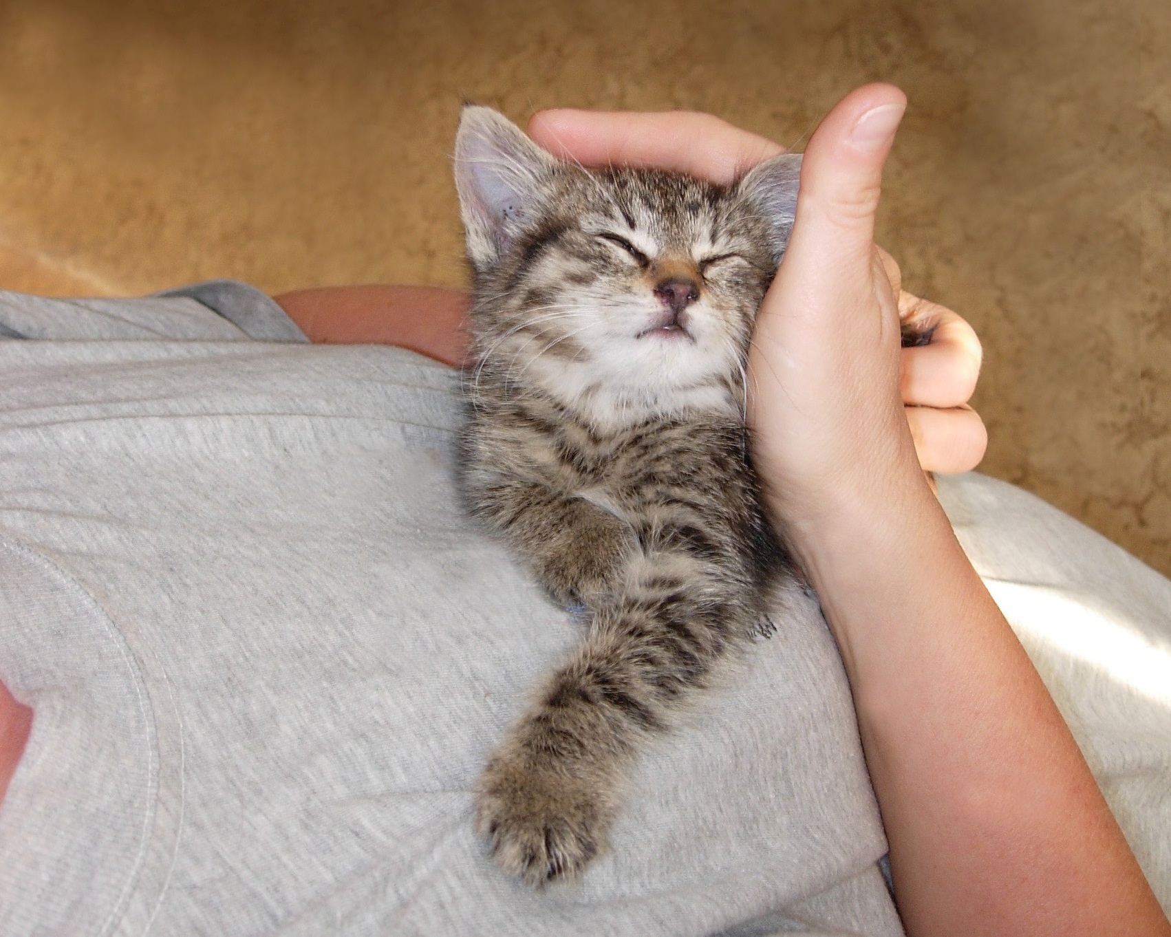 Katze © Sabine Jaunegg