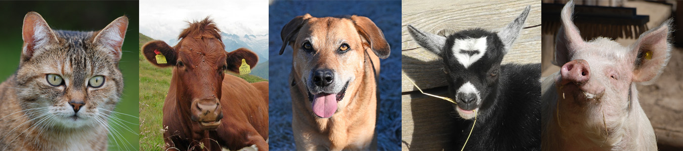 Veterinärwesen Steiermark