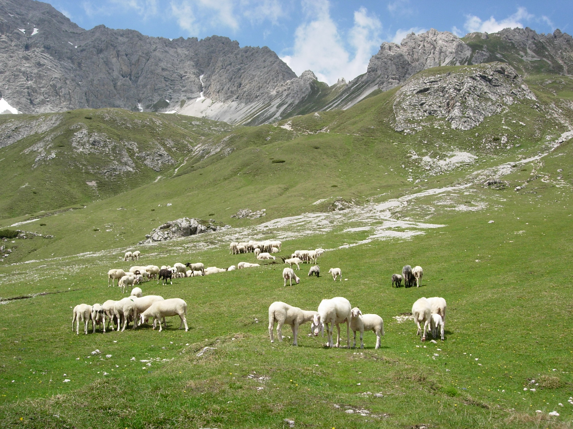 Bild mit Schafherde auf der Alm als Symbol für Serologie © Sabine Jaunegg