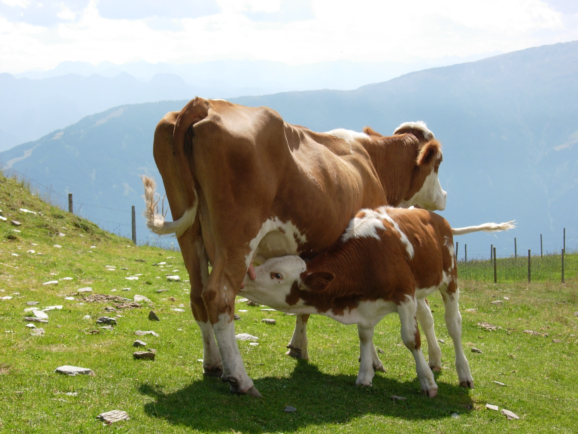 Bild von Kuh mit trinkendem Kalb als Symbol für Eutergesundheit © Sabine Jaunegg
