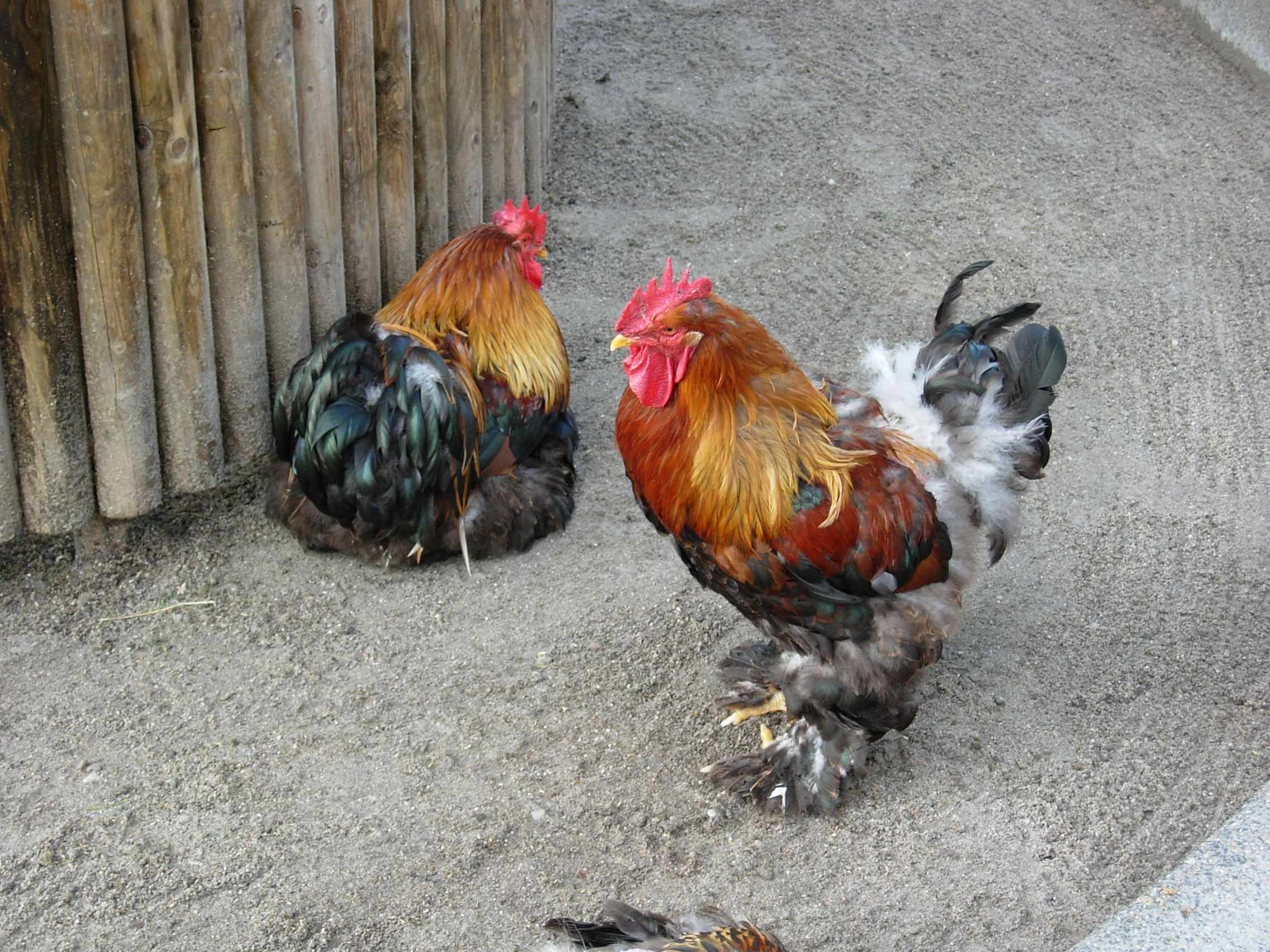 Bild von zwei Hühnern als Symbol für Salmonellen © Sabine Jaunegg